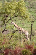 giraffe (12)